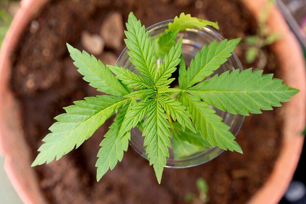 Zbliżenie młodej rośliny marihuany w garnku Rosnące rośliny narkotykowe Legalizacja konopi indyjskich