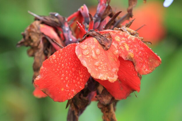Zdjęcie zbliżenie mokrego czerwonego kwiatu róży