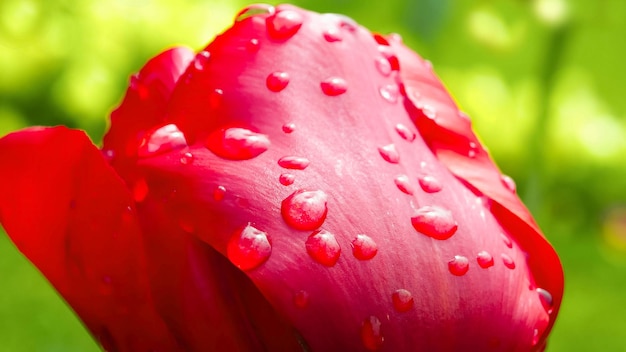 Zdjęcie zbliżenie mokrego czerwonego kwiatu