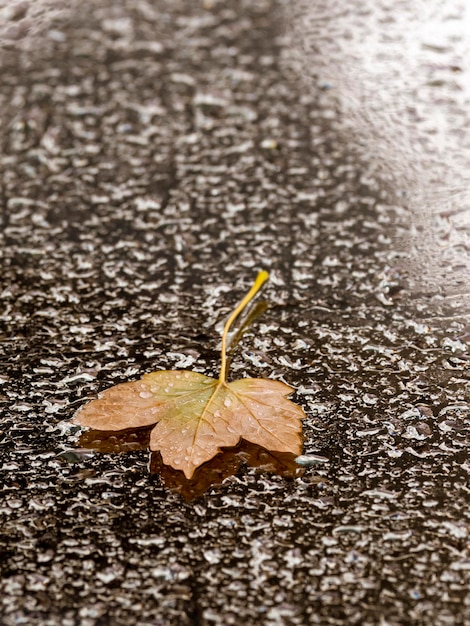 Zdjęcie zbliżenie mokrego liścia klonu na szklanym oknie