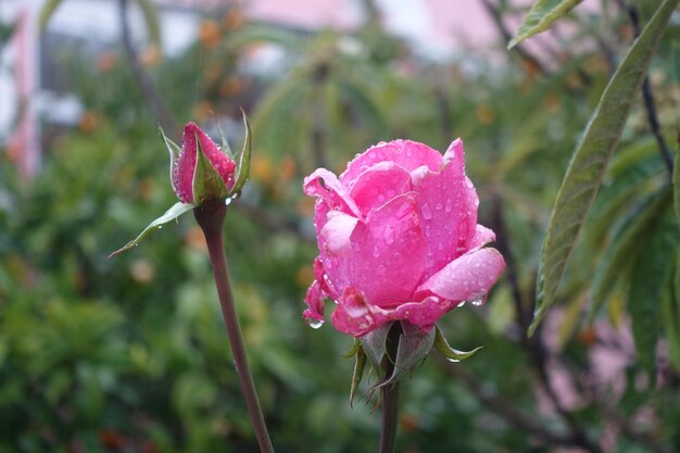 Zdjęcie zbliżenie mokrego różowego kwiatu