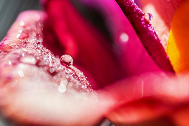 Zdjęcie zbliżenie mokrego różowego kwiatu