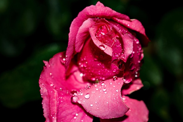 Zdjęcie zbliżenie mokrej róży w porze deszczowej