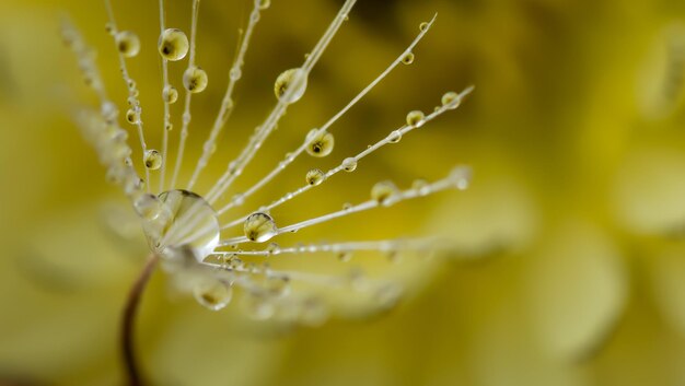 Zdjęcie zbliżenie mokrej sieci pająkowej na roślinie