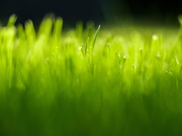 Zdjęcie zbliżenie mokrej trawy na polu