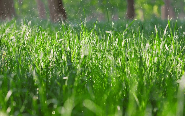 Zbliżenie Mokrej Zielonej Trawie W Deszczową Pogodę