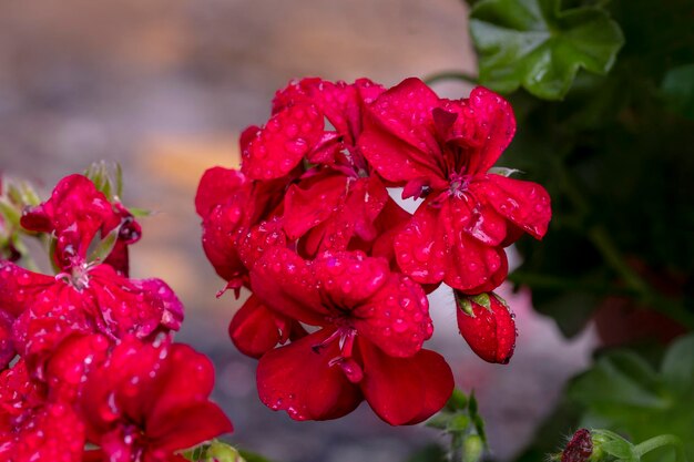 Zdjęcie zbliżenie mokrych czerwonych kwiatów