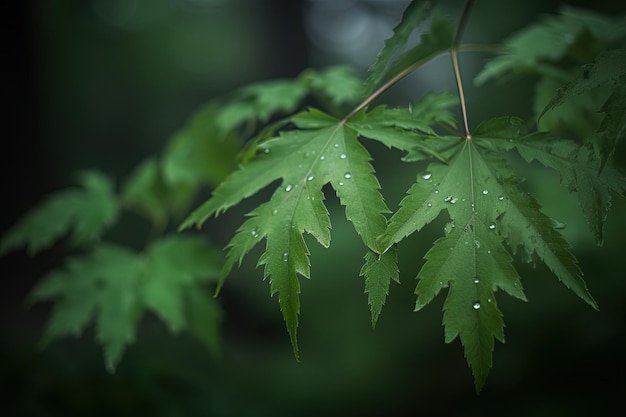 zbliżenie mokrych liści z teksturą w zroszony poranek w lesie