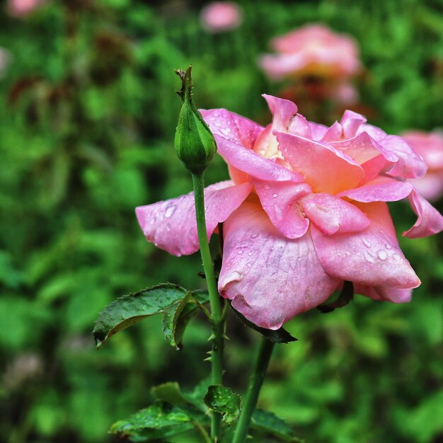 Zdjęcie zbliżenie mokrych różowych kwiatów kwitnących na świeżym powietrzu