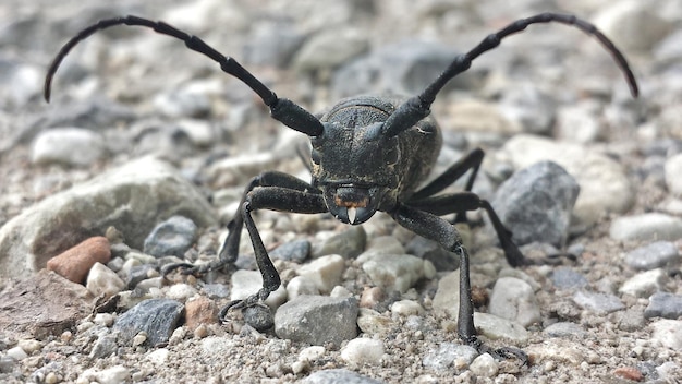 Zdjęcie zbliżenie morimusa aspera na boisku