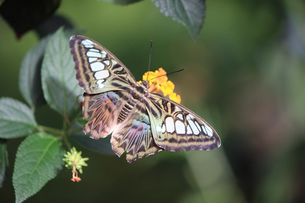 Zbliżenie: motyl na kwiatku