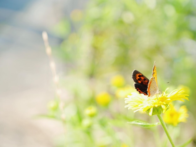 Zbliżenie: motyl na kwiatku