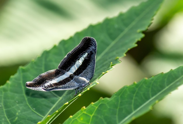 Zbliżenie motyl na liściu