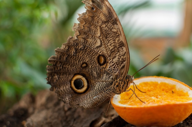 Zdjęcie zbliżenie motyla jedzącego pomarańczę. motyl buckeye (junonia coenia)