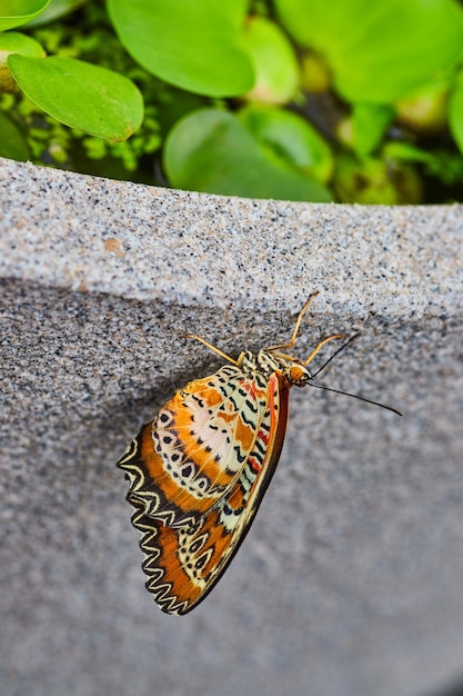 Zbliżenie motyla Leopard Lacewing z zamkniętymi skrzydłami na szarym garnku z sałatką wodną