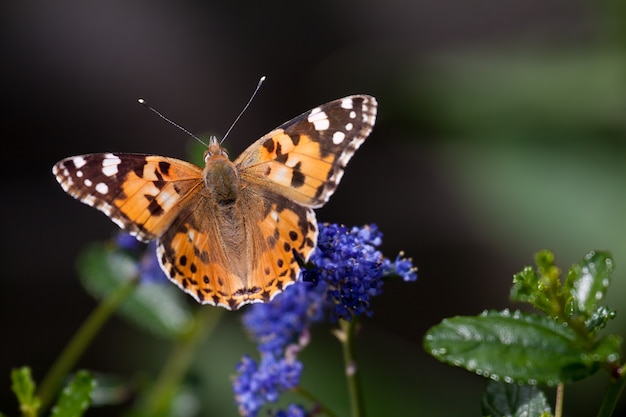 Zbliżenie Motyla Malowanej Lady Vanessa Cardui