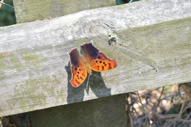 Zdjęcie zbliżenie motyla na drewnie