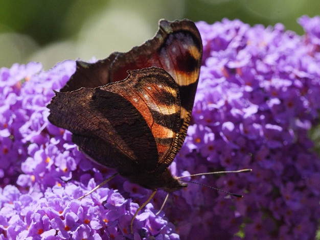 Zbliżenie motyla na fioletowym kwiatku