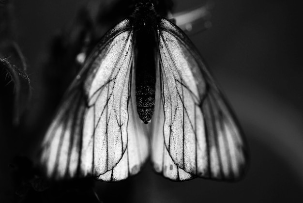 Zdjęcie zbliżenie motyla na kwiecie