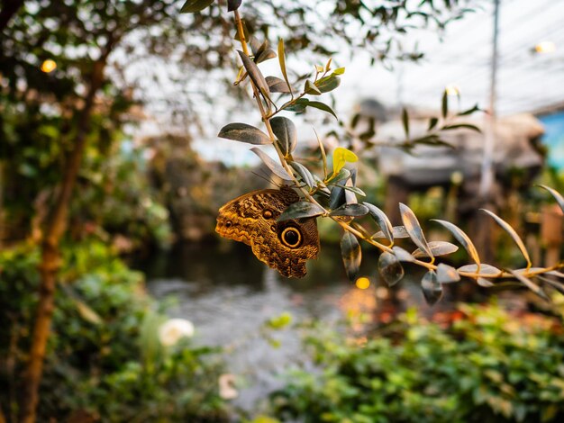 Zdjęcie zbliżenie motyla na liściach