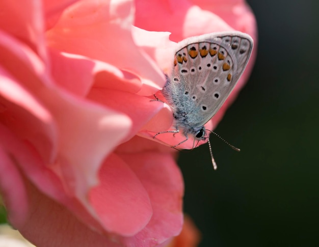 Zdjęcie zbliżenie motyla na różowym kwiatku