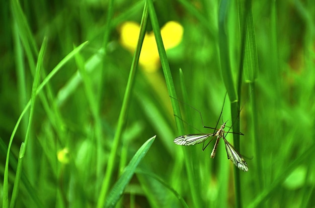 Zdjęcie zbliżenie motyla na trawie