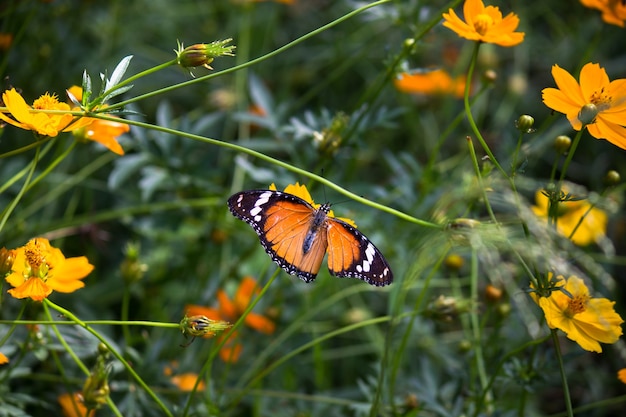 Zbliżenie motyla pospolitego Danaus chrysippus odwiedzającego kwiat w przyrodzie w publicznym parku