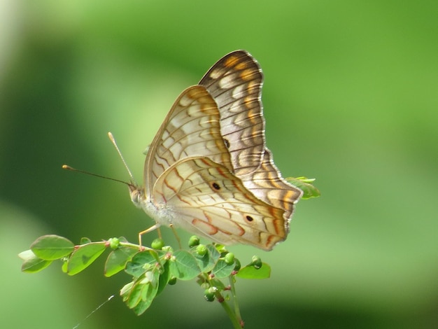 Zbliżenie motyla siedzącego na roślinie