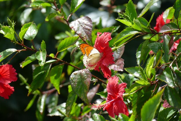 Zdjęcie zbliżenie motyla zapylającego czerwonego hibiskusa kwitnącego na roślinie