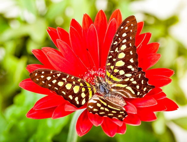 Zdjęcie zbliżenie motyla zapylającego czerwony kwiat