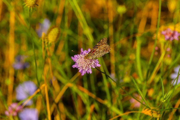 Zbliżenie motyla zapylającego fioletowy kwiat