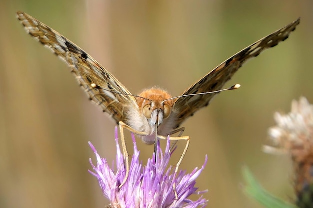 Zdjęcie zbliżenie motyla zapylającego fioletowy kwiat