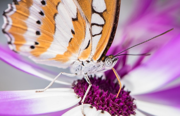 Zdjęcie zbliżenie motyla zapylającego fioletowy kwiat