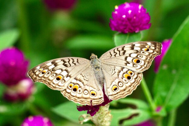 Zdjęcie zbliżenie motyla zapylającego kwiat - junonia atlites