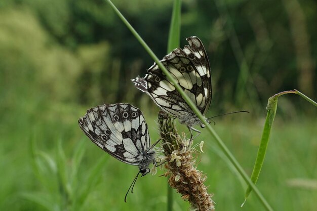 Zdjęcie zbliżenie motyla zapylającego kwiat