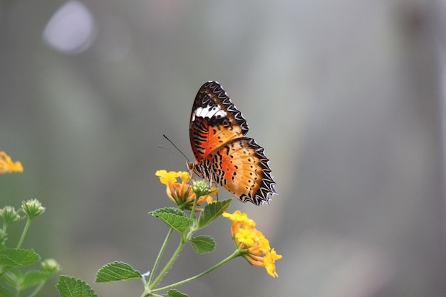 Zbliżenie motyla zapylającego kwiat