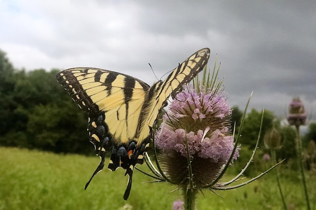 Zbliżenie motyla zapylającego kwiat