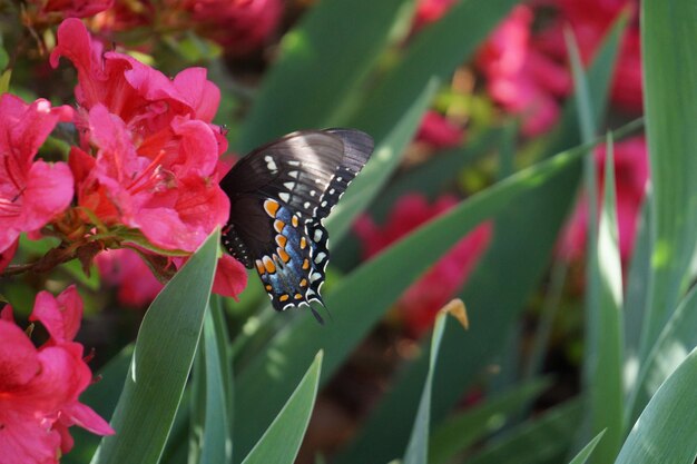 Zbliżenie Motyla Zapylającego Kwiat