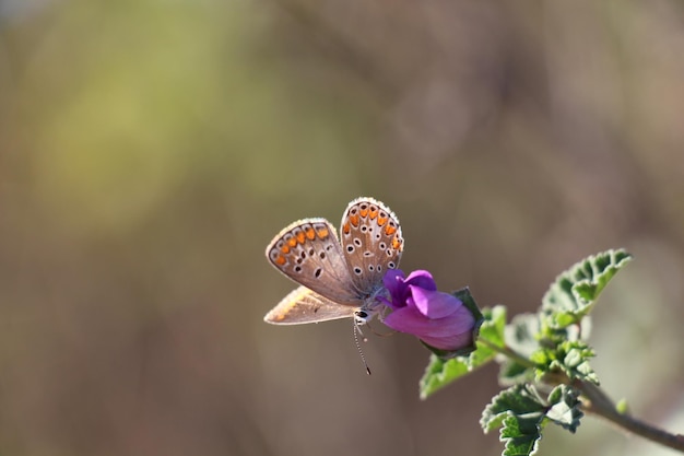 Zdjęcie zbliżenie motyla zapylającego kwiat