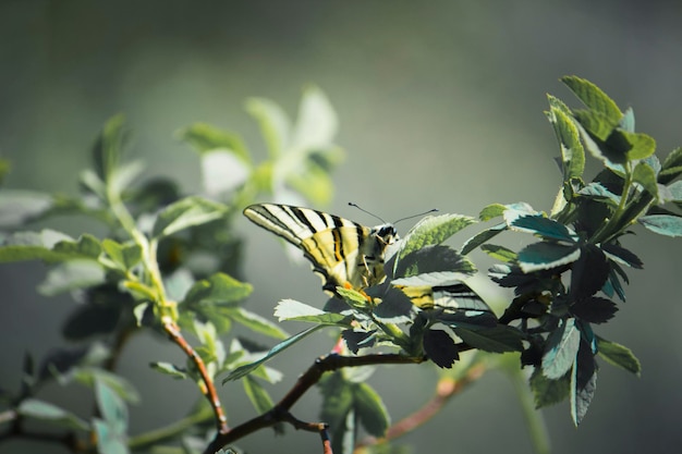 Zdjęcie zbliżenie motyla zapylającego roślinę