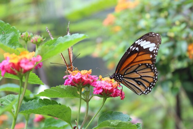 Zdjęcie zbliżenie motyla zapylającego różowy kwiat w parku