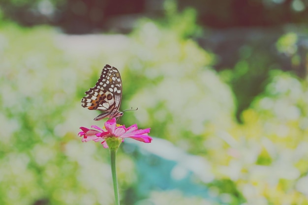 Zdjęcie zbliżenie motyla zapylającego różowy kwiat