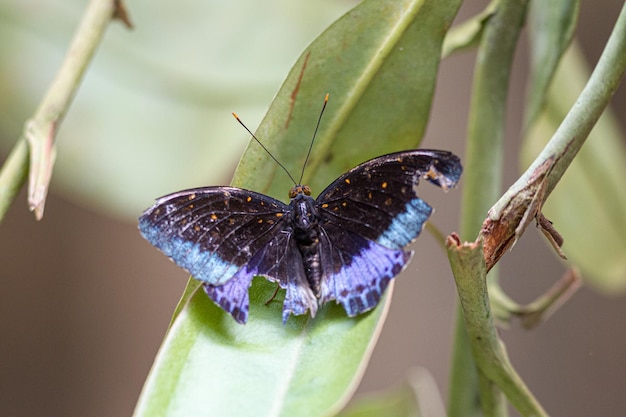 Zbliżenie motyla ze złamanymi skrzydłami siedzącymi na liściu