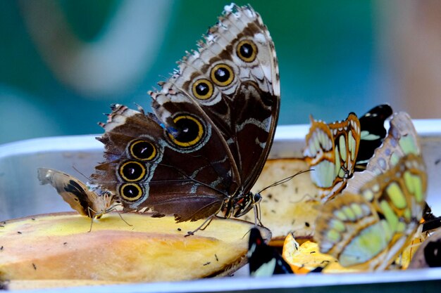 Zdjęcie zbliżenie motyla