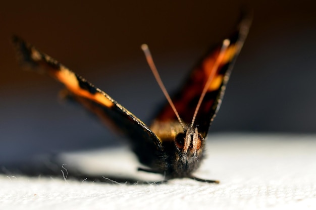 Zdjęcie zbliżenie motyla