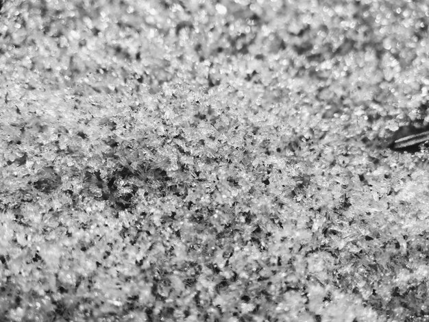 Zdjęcie zbliżenie mrówek na śniegu