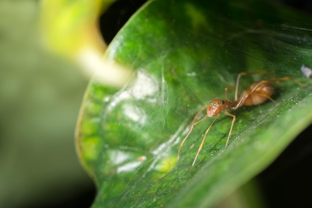 Zdjęcie zbliżenie mrówki na liście