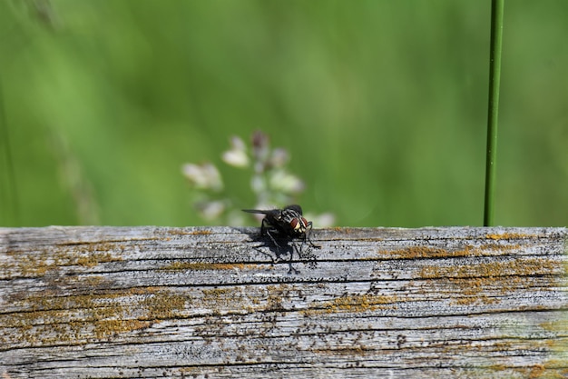 Zdjęcie zbliżenie muchy na drewnie