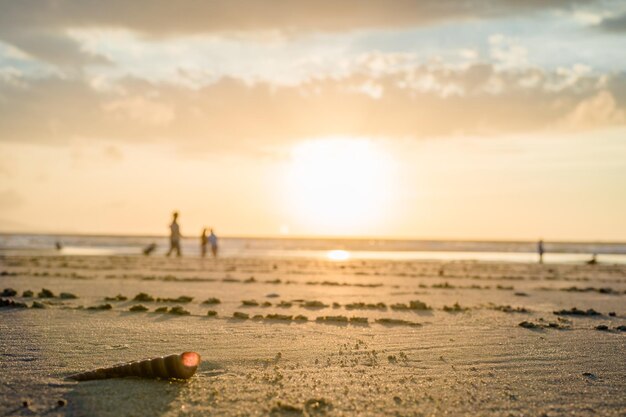 Zbliżenie Muszelek Na Tropikalnej Plaży Muszle Na Plaży Z Zachodem Słońca I Chodzącymi Ludźmi