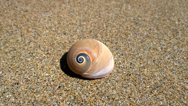 Zbliżenie muszli na piasku na plaży